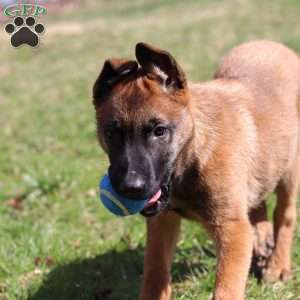 Easton, Belgian Malinois Puppy